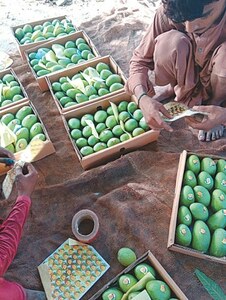 AGRICULTURE: GOD SAVE THE KING (OF FRUITS)