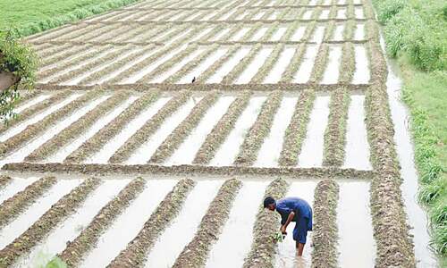 Growers fear water issues may undermine paddy cultivation in Sindh
