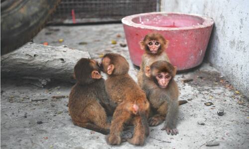 14 infant monkeys handed over to Karachi Zoo