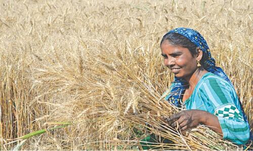 Agriculture: The muddled affairs of the food department