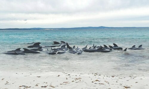 Scores of pilot whales stranded on Western Australian beach