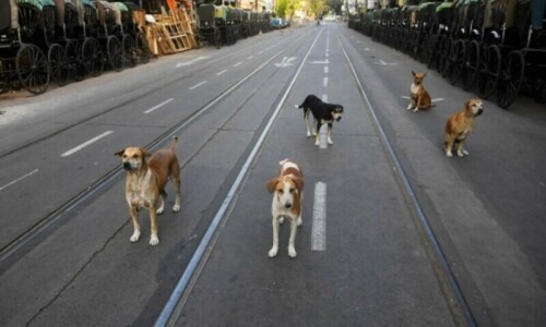 Delhi halts plan to hide street dogs for G20 summit Delhi halts plan to hide street dogs for G20 summit