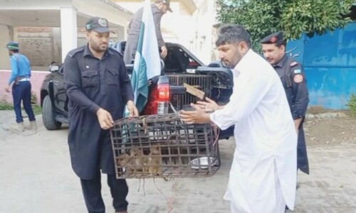 Baby monkeys, 8-month-old black bear recovered in raid at house in KP&rsquo;s Malakand