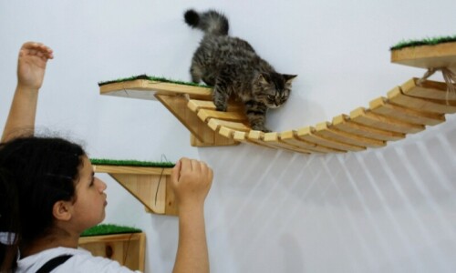 Palestinian woman opens Gaza’s first cat café Palestinian woman opens Gaza’s first cat café