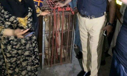 Lion on loose captured at Karachi’s Sharea Faisal Lion on loose captured at Karachi’s Sharea Faisal