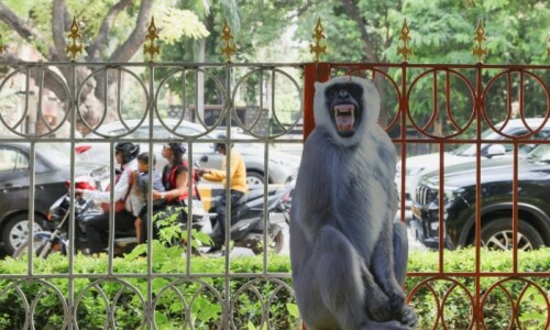 India deploys &lsquo;monkey-men&rsquo; to scare away primates from G20 summit