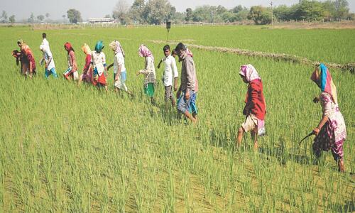 India rice export ban puts market on edge for copycat curbs