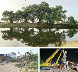 Fallen banyan tree restored to lost glory Fallen banyan tree restored to lost glory