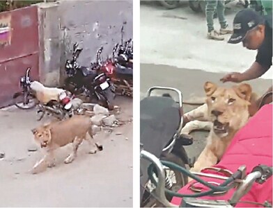 Lion prowling streets leaves onlookers in awe