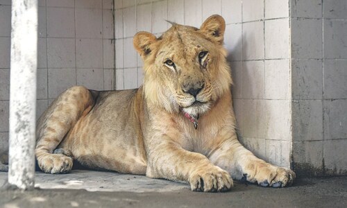 Karachi Zoo lone &lsquo;beneficiary&rsquo; of dramatic lion rescue