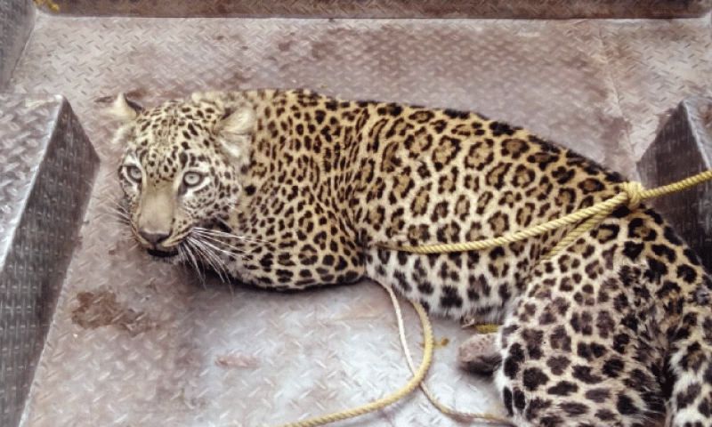 Leopard spotted in Quaid-e-Azam University