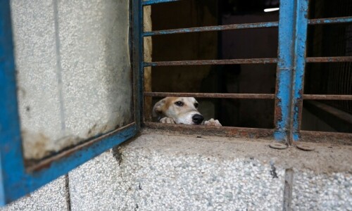 After slums and monkeys, Delhi removes stray dogs from streets as G20 summit nears After slums and monkeys, Delhi removes stray dogs from streets as G20 summit nears