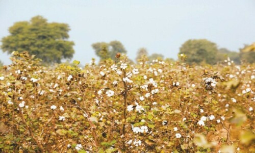 Record cotton yields signal hope for economy