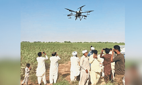 Cluster spray unleashed against whitefly in cotton belt