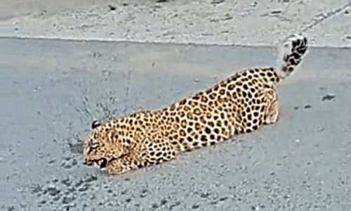 Rare leopard sighting in Muzaffarabad thrills commuters Rare leopard sighting in Muzaffarabad thrills commuters