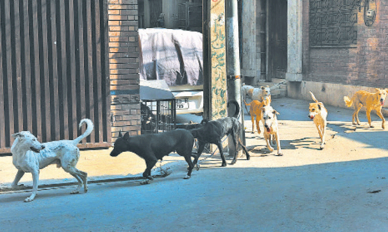 Dog culling by CBC draws Karachi DHA residents, animal lovers&rsquo; ire