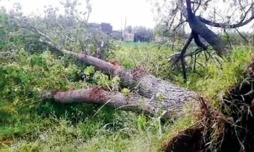 4 injured as rainstorm damages crops, disrupts power supply in Swabi 4 injured as rainstorm damages crops, disrupts power supply in Swabi
