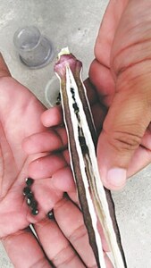 GARDENING: HARVESTING OKRA SEEDS