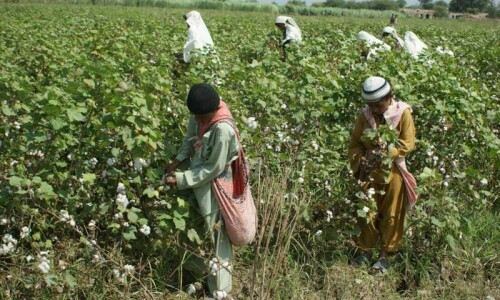 Using SIFC to develop agriculture sector Using SIFC to develop agriculture sector