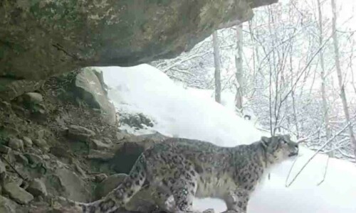Conservation of snow leopard pledged in Chitral