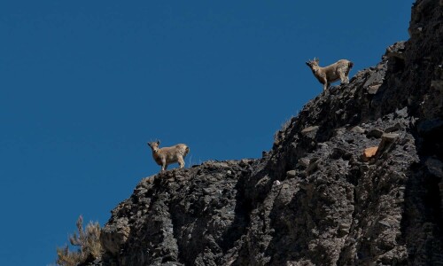 Historic $186,000 bid for Markhor hunting licence Historic $186,000 bid for Markhor hunting licence