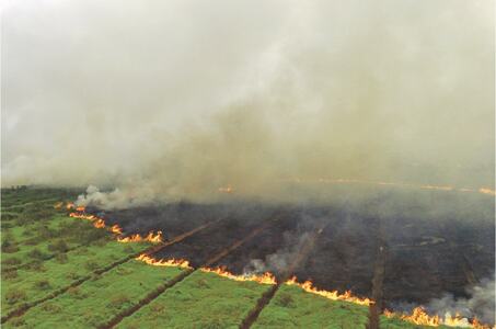 Indonesian city closes schools over peatland fire haze