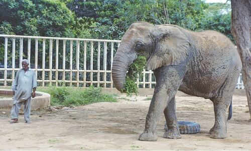 Four Paws urges KMC to reunite Madhubala with sisters at Safari Park