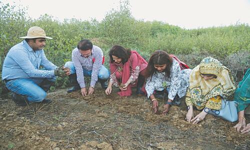 Karachi losing mangrove cover due to land allotment, Senate panel told Karachi losing mangrove cover due to land allotment, Senate panel told
