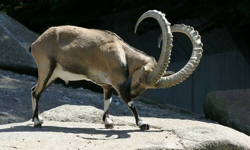 KP to seek increase in markhor hunting quota