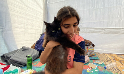 Three cats bring joy to displaced children in Gaza