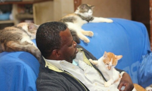 As Israel continues to bomb Gaza, one man waits for stray animals to come out of hiding every day