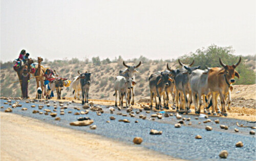 First-of-its-kind study highlights Tharparkar’s conservation needs First-of-its-kind study highlights Tharparkar’s conservation needs