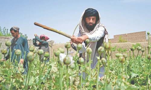 Poppy growth down 95pc in Afghanistan since Taliban ban, says UN