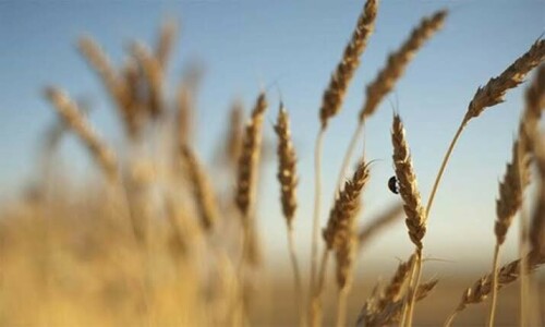 Urea availability for wheat crop ordered