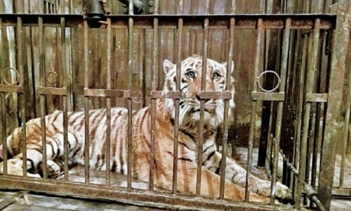 Man’s mauled body found in tigers’ cage at Bahawalpur Zoo Man’s mauled body found in tigers’ cage at Bahawalpur Zoo