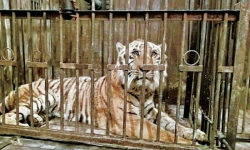 Identity of man mauled by tigers in Bahawalpur zoo revealed
