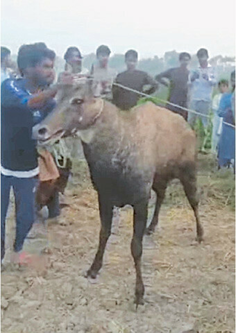Villagers capture Indian nilgai Villagers capture Indian nilgai