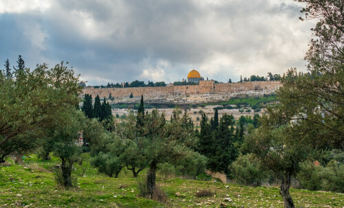 Of olive groves and pine trees — the story of Palestine Of olive groves and pine trees — the story of Palestine