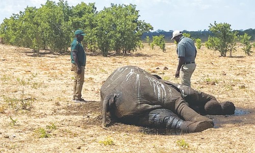 Dozens of Zimbabwe elephants die as climate change dries up park Dozens of Zimbabwe elephants die as climate change dries up park