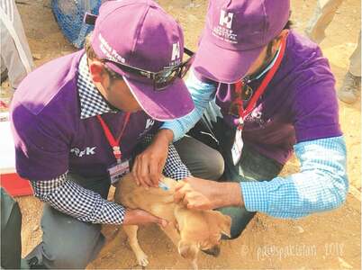 Study shows &lsquo;humane, low-cost&rsquo; way to deal with stray dog problem