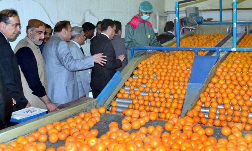 Fears of plunging kinno exports