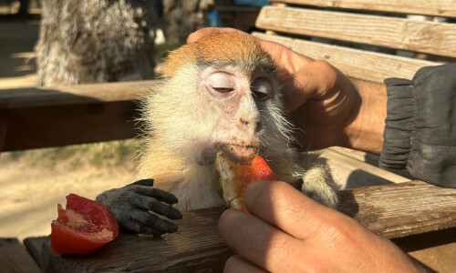 Hunger hits animals and people alike at Gaza zoo Hunger hits animals and people alike at Gaza zoo