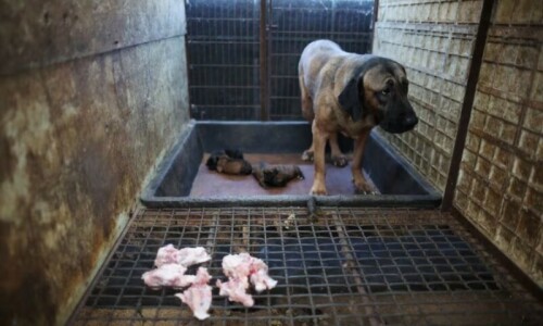 South Korea&rsquo;s parliament passes bill to ban dog meat trade