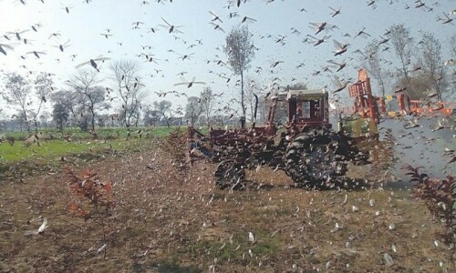 World Bank closes $200m locust project