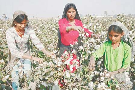 Cotton output totals 8.5m bales on Sindh’s record contribution