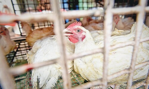 Live poultry bird rate surges