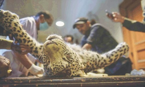 Body of leopard brought to Karachi to determine its origin
