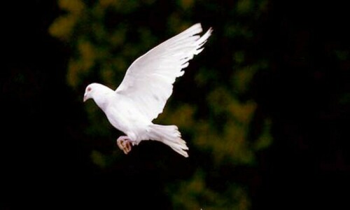 India releases pigeon accused of spying for China after 8 months India releases pigeon accused of spying for China after 8 months