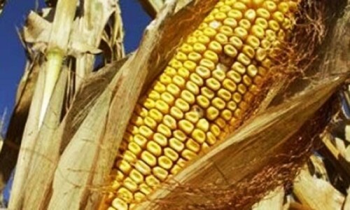 Pakistan gets 20 high-yielding hybrid maize seed varieties