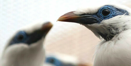 Migratory animal species are threatened with extinction, reveals first UN report